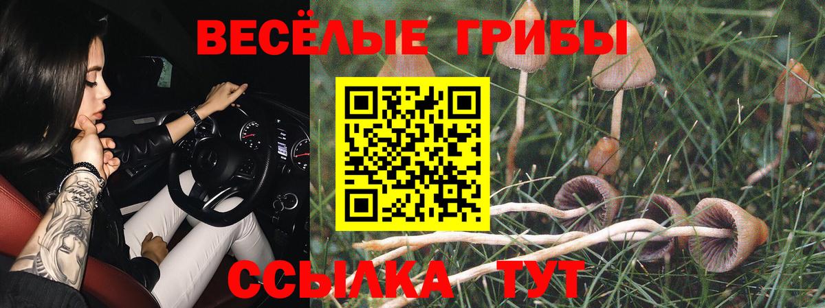 Камышин  Галлюциногенные грибы Psilocybe  Вход с VPN 